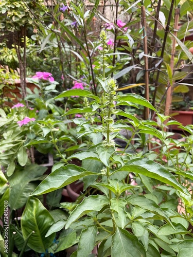 Basil leaves or daun kemangi in the backyard garden.