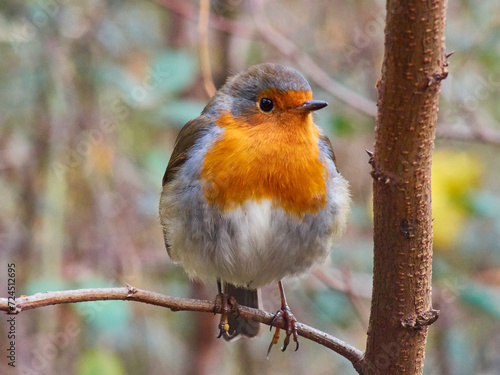 Colorful european robin in the forest. Erithacus rubecula. Wildlife. Birdwatching © h368k742