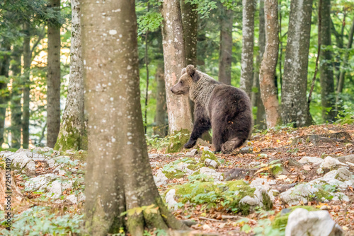Wild Brown Bear  Ursus arctos  . Natural habitat. Slovakia