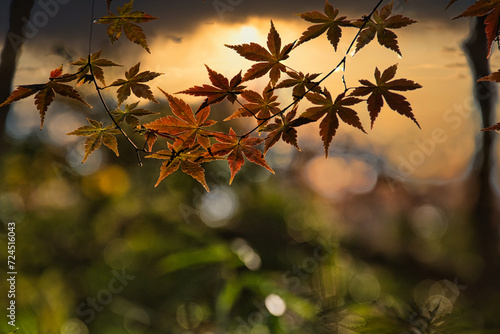 Beautiful Japanese autumn scenery with leaves turning red