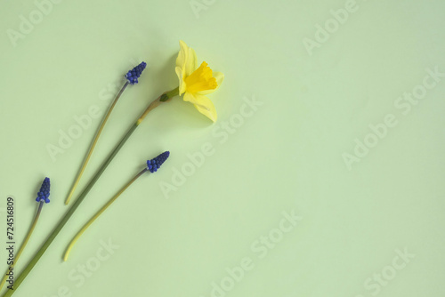 One yellow daffodil flower and tender grape hyacinths on pale green background. Top view, flat lay. Copy space. Spring flowers, holiday, easter. Selective focus. © Marina_Nov