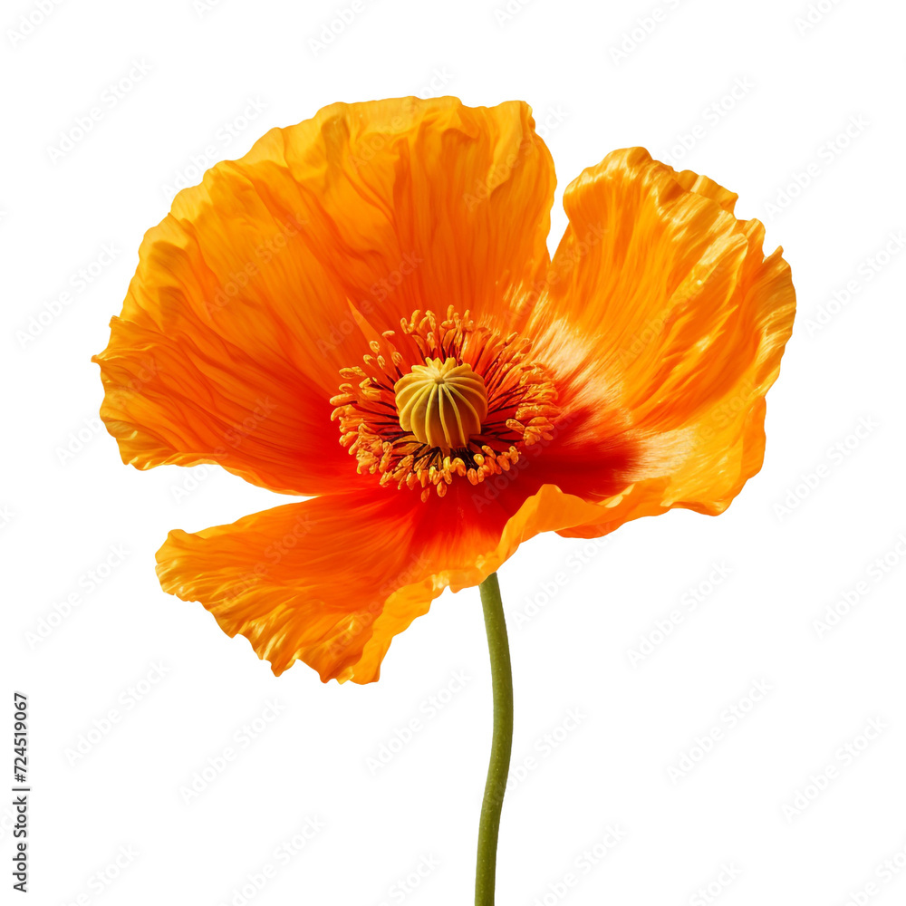 Iceland Poppy flower isolated on transparent background