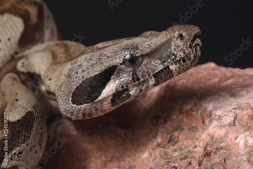 Portrait of a Common Boa against a black background 