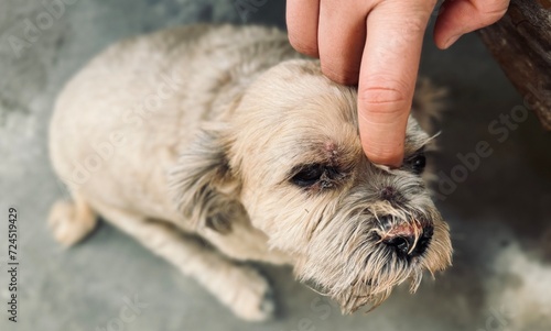 dog and cat