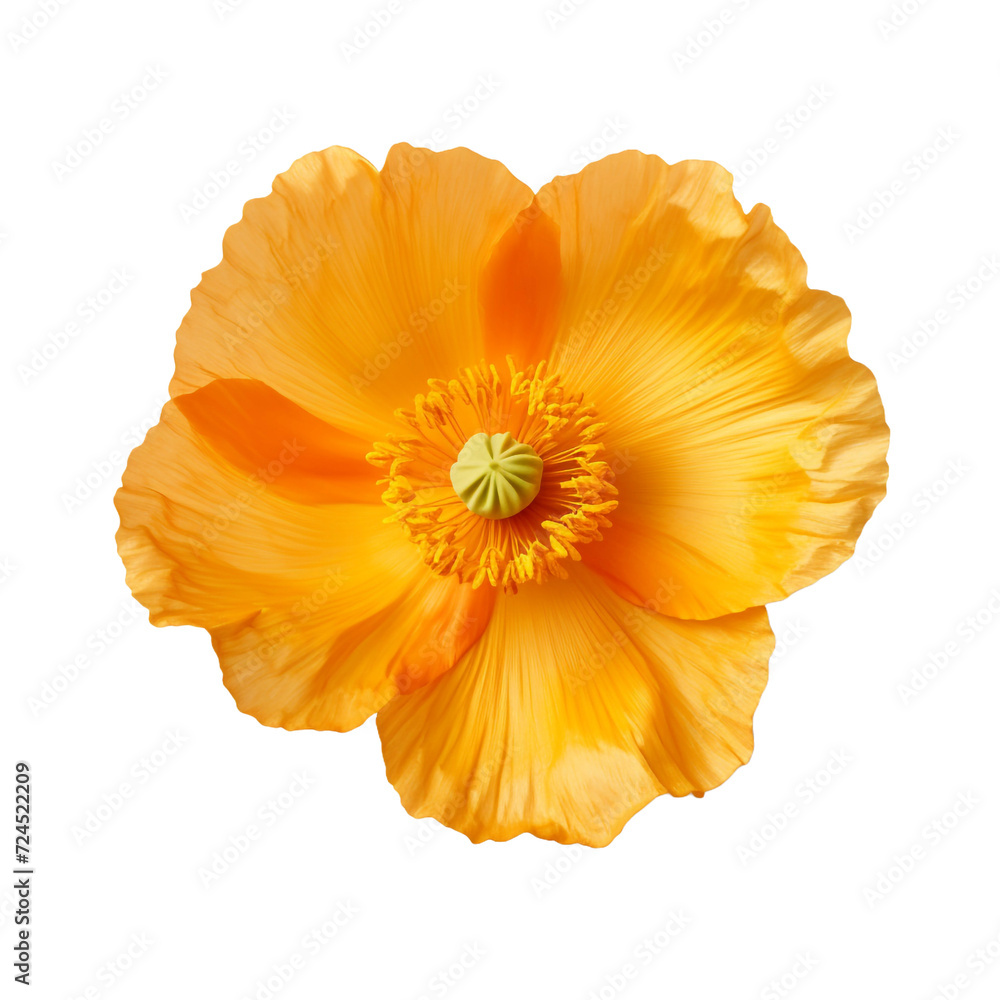Iceland Poppy flower isolated on transparent background Iceland Poppy flower isolated on transparent background