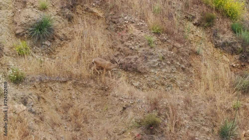 Overhead short of young deer sniffing in the field, Malibu, Santa Monica mountains, Los Angeles suburban, California, USA. Aerial view of male roe deer with antlers walking in wild area, 4k footage Overhead short of young deer sniffing in the field, Malibu, Santa Monica mountains, Los Angeles suburban, California, USA. Aerial view of male roe deer with antlers walking in wild area, 4k footage