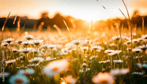 the landscape of white daisy blooms in a field with the focus on the setting sun the grassy meadow is blurred creating a warm golden hour effect during sunset and sunrise time