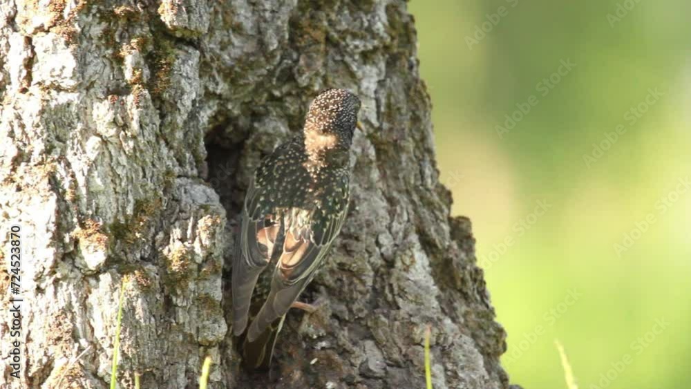 Common starling (Sturnus vulgaris) feeds chick in hollow Common starling (Sturnus vulgaris) feeds chick in hollow