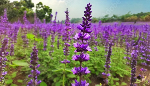 fresh purple flowers of sage or salvia divinorum