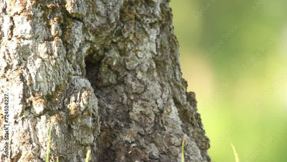 Common starling (Sturnus vulgaris) feeds chick in hollow Common starling (Sturnus vulgaris) feeds chick in hollow