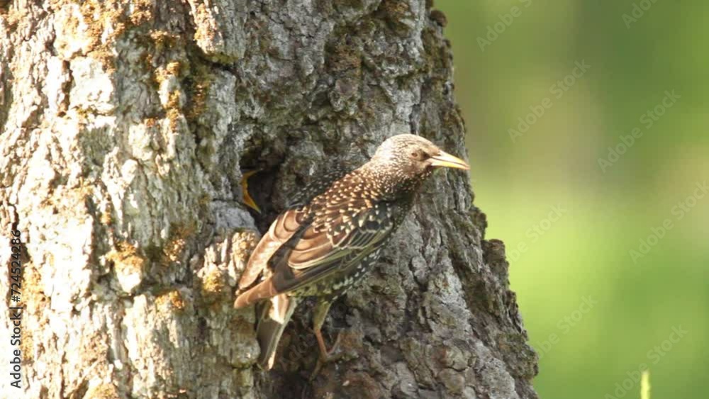 Common starling (Sturnus vulgaris) feeds chick in hollow Common starling (Sturnus vulgaris) feeds chick in hollow