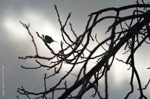 Bird Silhouette on Bare Branches