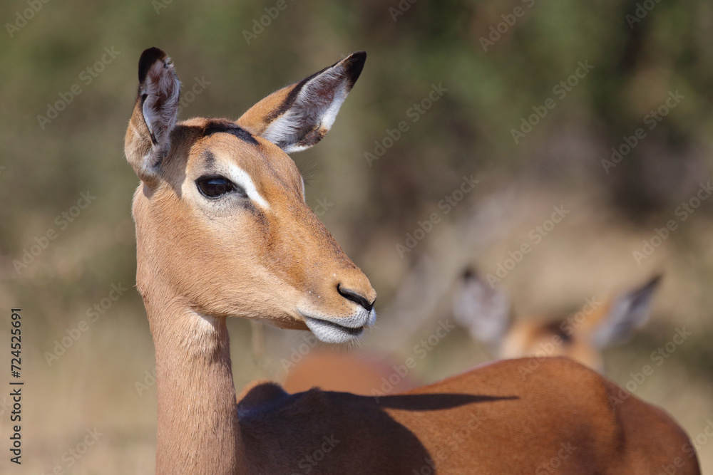 Schwarzfersenantilope / Impala / Aepyceros melampus Schwarzfersenantilope / Impala / Aepyceros melampus