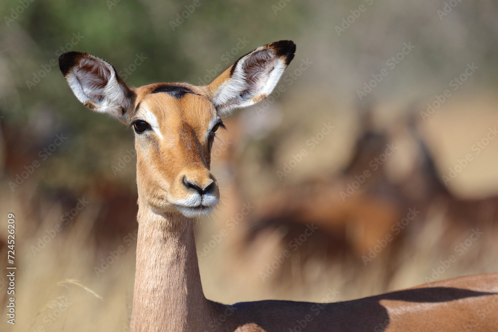Schwarzfersenantilope / Impala / Aepyceros melampus Schwarzfersenantilope / Impala / Aepyceros melampus