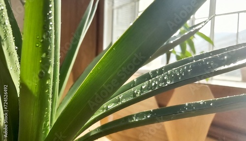 close up of water drops on yucca leaves at home