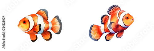 Set of Clownfish Illustrations Isolated on Transparent Background