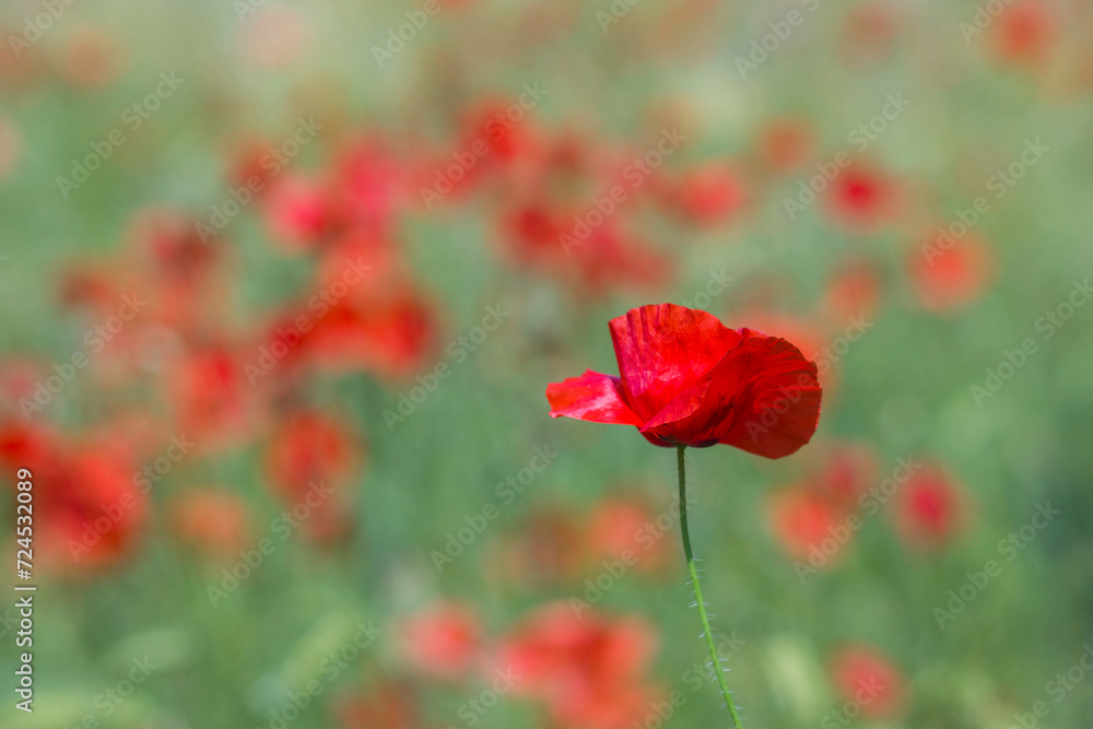 in the meadow - wild poppy flowers - soft focus in the meadow - wild poppy flowers - soft focus