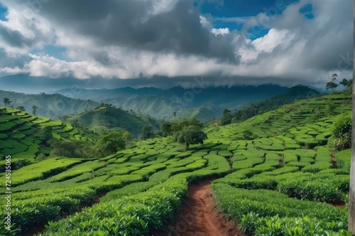 tea fields  serene tea plantation scenery  photography backdrop  