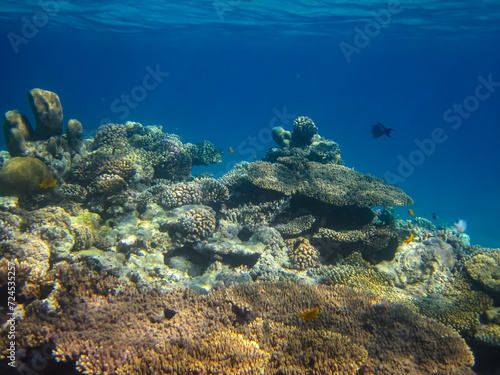 Beautiful coral reef in the Red Sea © glebantiy