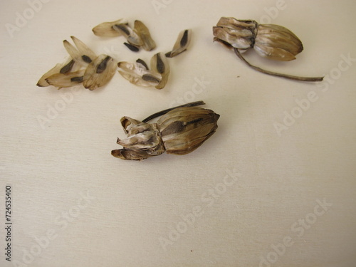 Dahlia flower seeds and faded flower heads
