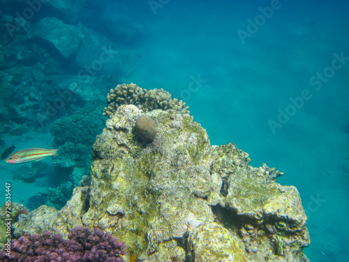 Beautiful coral reef in the Red Sea