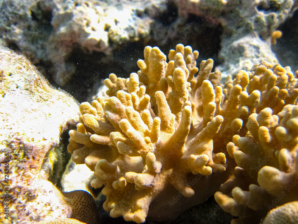 Beautiful coral reef in the Red Sea Beautiful coral reef in the Red Sea