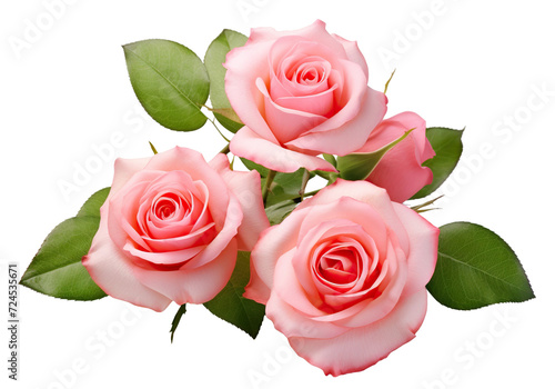 Three beautiful pink roses in full bloom  with soft petals and green leaves  cut out