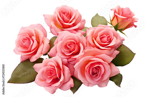 Beautiful pink roses in full bloom  with soft petals and green leaves  cut out