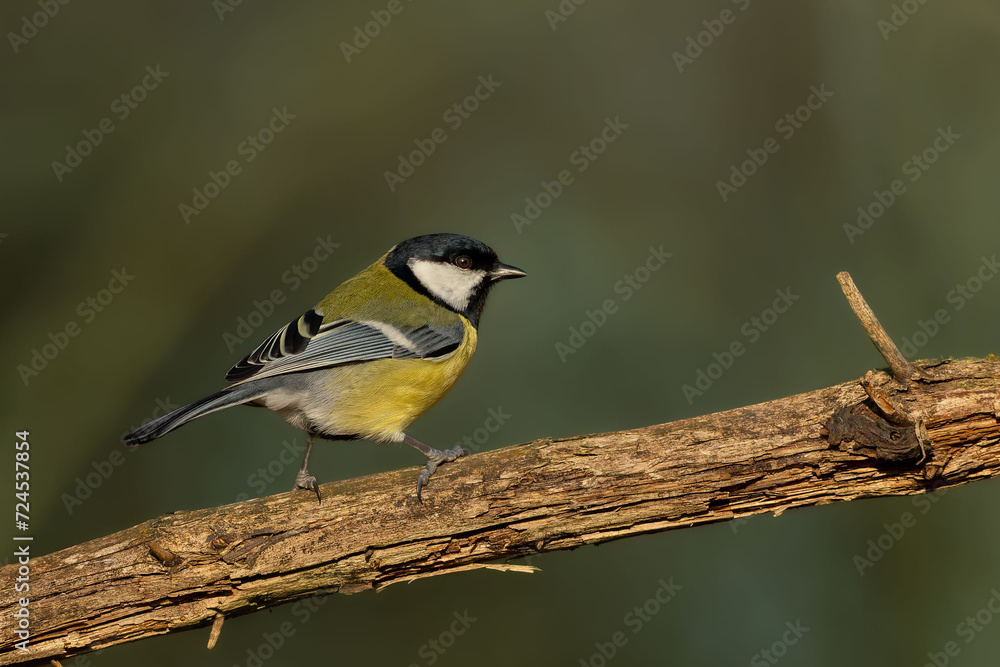 Obraz premium Great tit as a portrait