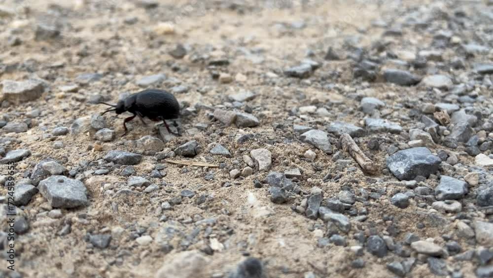 A black beetle crawls on the ground A black beetle crawls on the ground