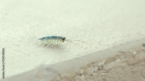 wharf roach, sea roach, invasive isopod species crawling over edge of cement near canal photo