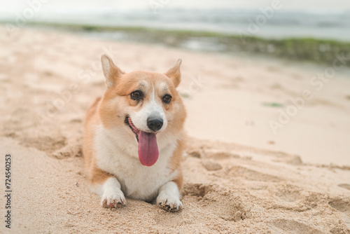 Portrait of a Welsh Corgi dog lying on the sand on the beach, looking at the camera with his mouth open and tongue hanging out. Walking with a dog near the ocean on the coast.