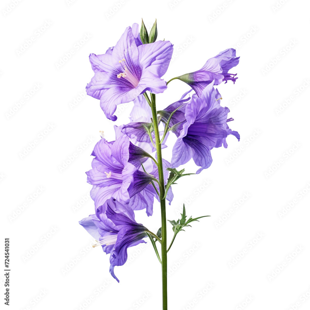 Larkspur isolated on transparent background Larkspur isolated on transparent background