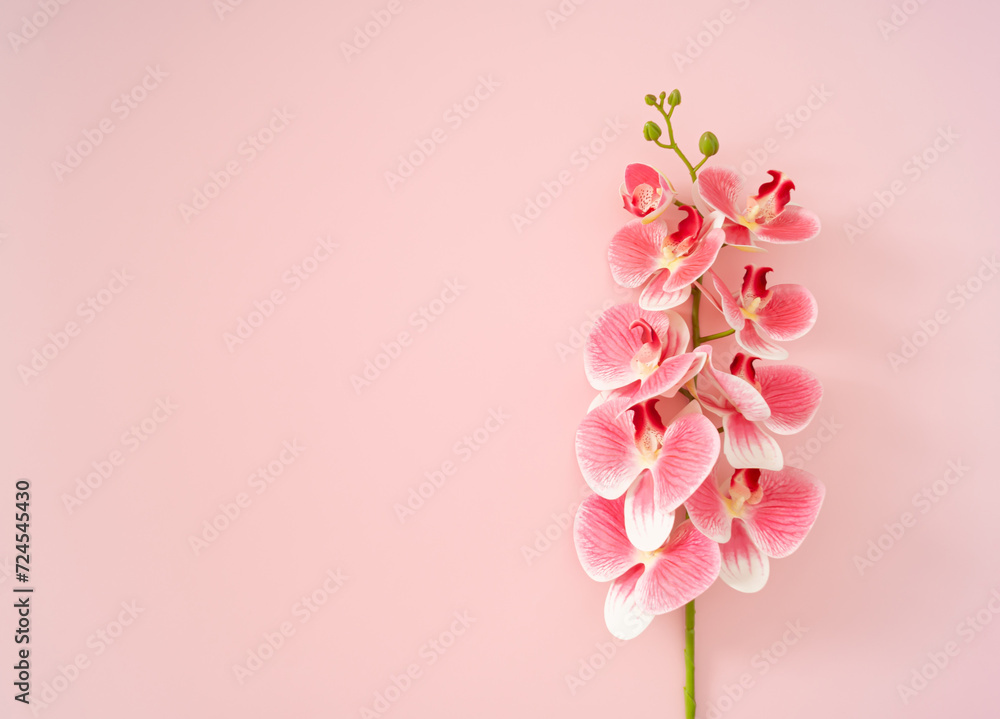 Spring and summer composition made with pink orchid flower on pink background with copy space. Minimal concept. Creative trendy floral background idea. Flower aesthetic. Flat lay. Top of view.