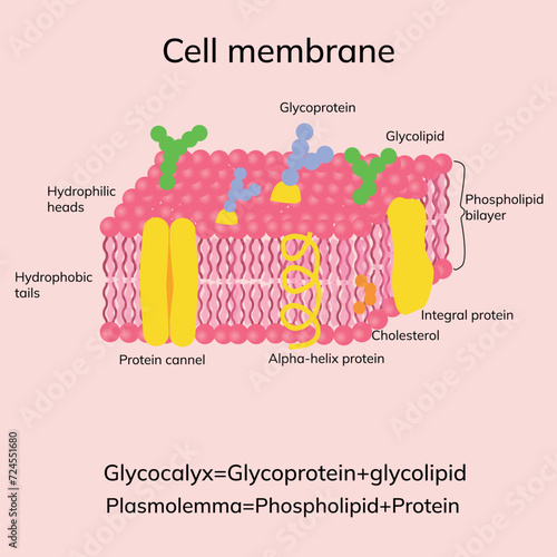 This is a human cell's membrane structure. It contains a phospholipid bilayer which consists of hydrophilic heads and hydrophobic tails of phospholipids.
