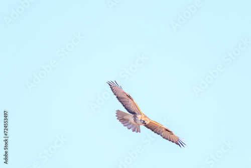                                                                                                                                               2024   1   27              Beautiful Eastern Buzzard  Buteo japonicus  family comprising hawks  in flight.  At WATARASE Retarding Basin  Tochigi  Japan  Ramsar Co