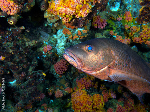 A Snapper swimming in a reef Apo Island Philippines
