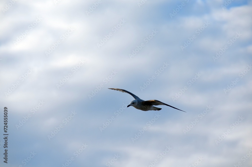 Obraz premium Seagul soaring over Dun Laoghaire Harbour with a clear blue sky in the background, Dublin, Ireland