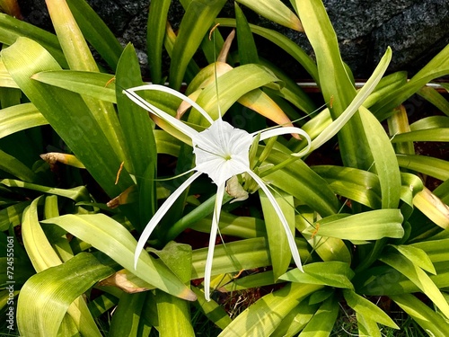 Amarilys flower or bunga bakung or hymenocallis caroliniana with green leaf background, planting in the garden.