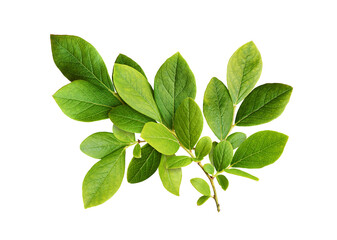 Green leaves of blueberry isolated on white or transparent background
