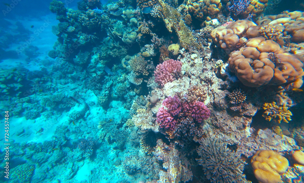 Amazing coral reef and fish Amazing coral reef and fish