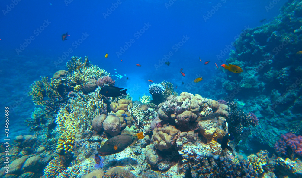 Amazing coral reef and fish Amazing coral reef and fish