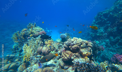 Amazing  coral reef and fish © Happy monkey