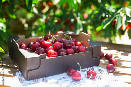 Ripe juicy cherries in black cardboard box on table in garden cherry trees photo