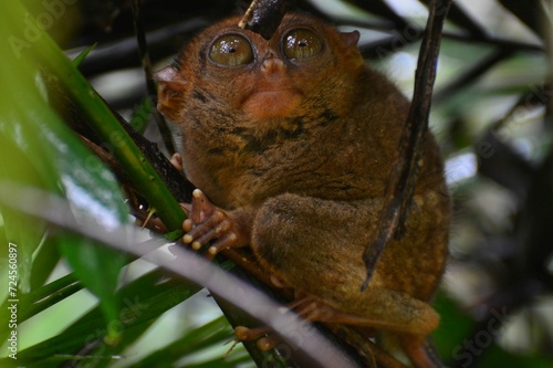 A cute little tarsier, hiding in a tree on Bohol island