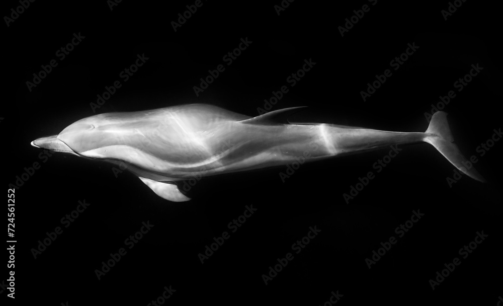 Obraz premium Dauphin