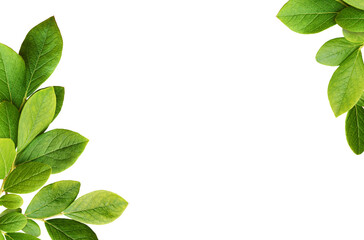 Green leaves of blueberry in a corner arrangements isolated on white or transparent background