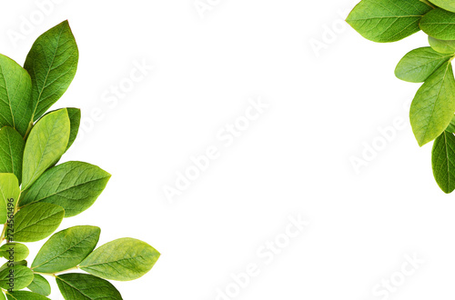 Green leaves of blueberry i...