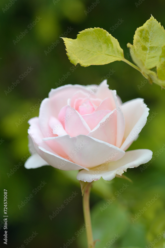 Palais Royal Rose flower