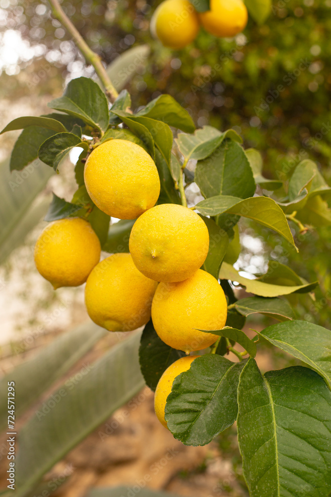 Fresh ripe lemons on a lemon tree branch in a sunny garden